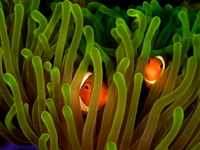 Home among the anemone!