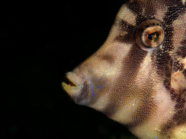 A fish portrait!