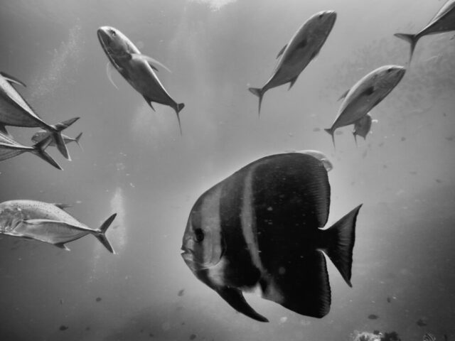 The batfish