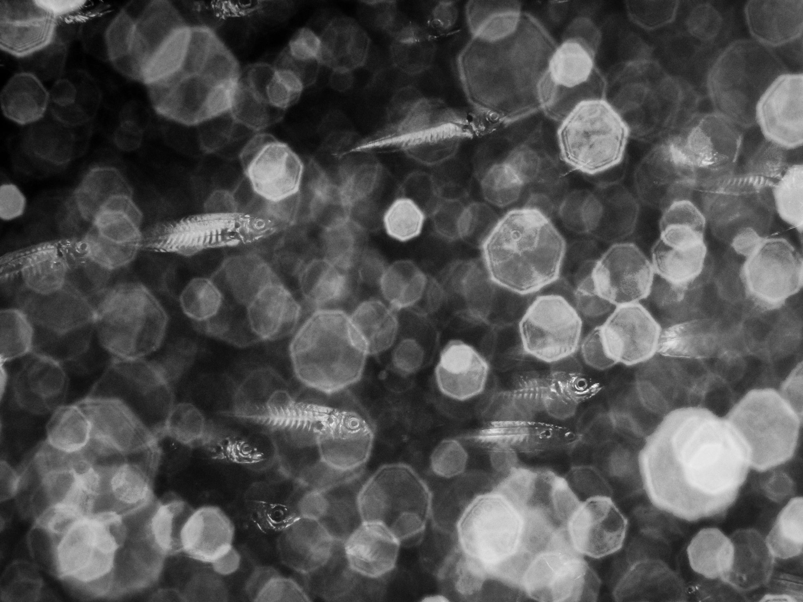 Sardines captured in black and white