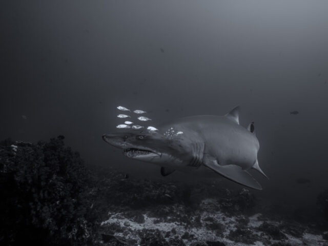 A fishy grey nurse shark