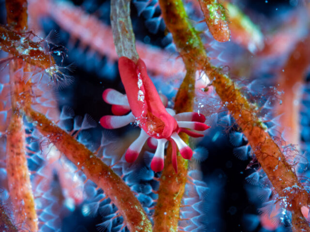 A nudibranch hanging on