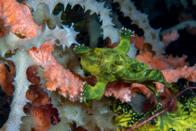 Green frog fish