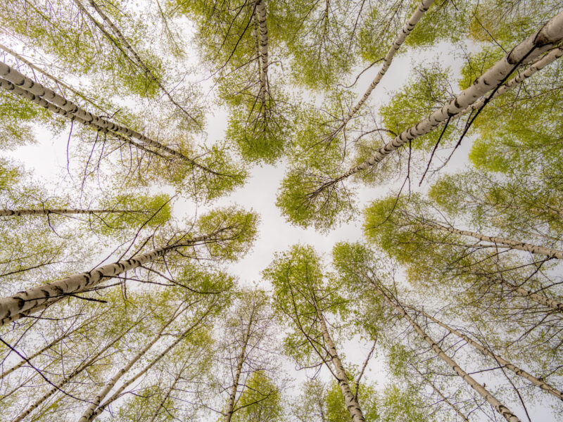 View of the Birch Looking up through birch trees