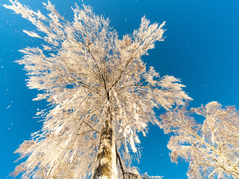 Only cold icy tree Only cold icy tree